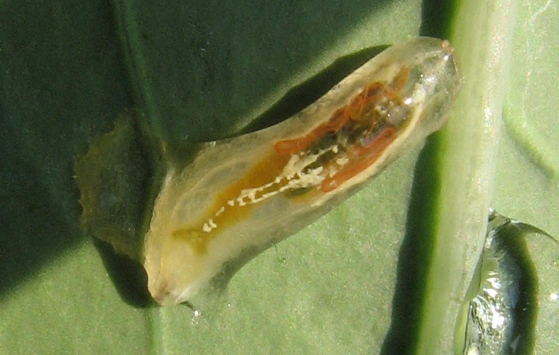 Larva di Episyrphus sp. (Syrphidae)